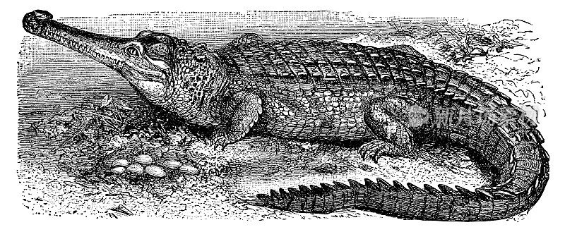 长吻鳄(Gavialis Gangeticus) - 19世纪